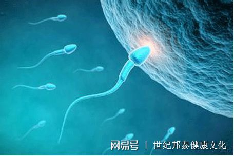 不育抗体