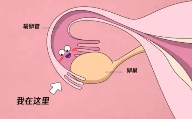 不育株