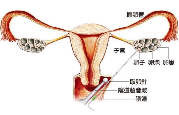女性生育能力