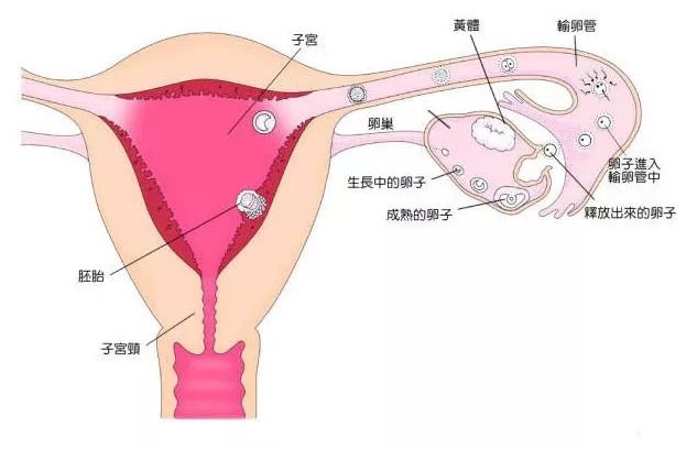 生育能力差