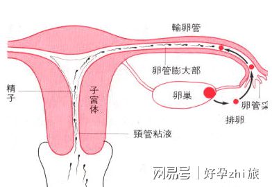 临沂试管婴儿