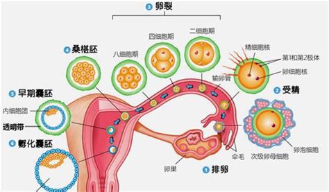 卵子提取技术